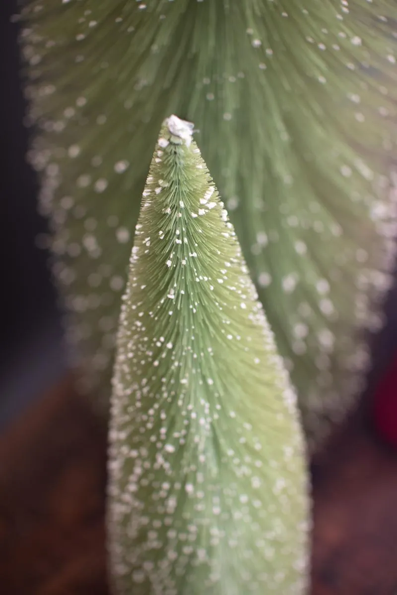 Set of 3 Bottle Brush Christmas Trees